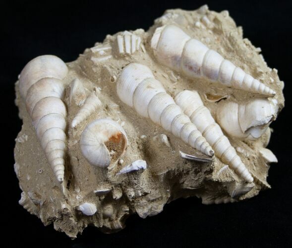 Beautiful Fossil Turritella Cluster - France #10319